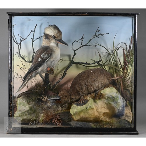 897 - Taxidermy: a scarce late Victorian Australian group - duck-billed platypus (Ornithorhynchus anatinus... 