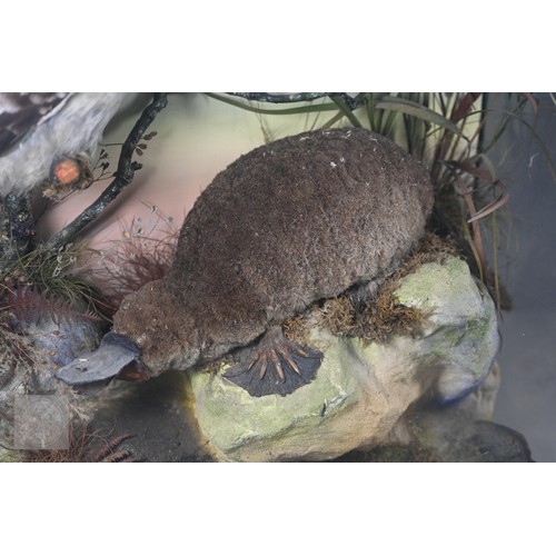 897 - Taxidermy: a scarce late Victorian Australian group - duck-billed platypus (Ornithorhynchus anatinus... 