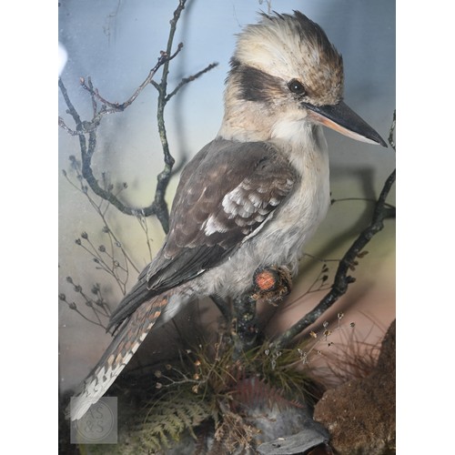 897 - Taxidermy: a scarce late Victorian Australian group - duck-billed platypus (Ornithorhynchus anatinus... 