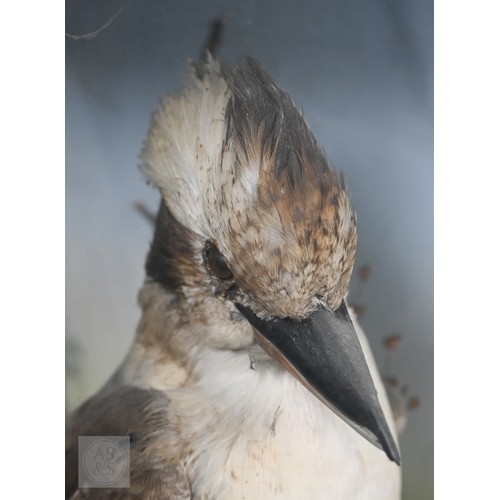 897 - Taxidermy: a scarce late Victorian Australian group - duck-billed platypus (Ornithorhynchus anatinus... 