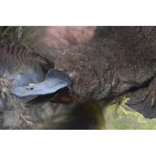 897 - Taxidermy: a scarce late Victorian Australian group - duck-billed platypus (Ornithorhynchus anatinus... 