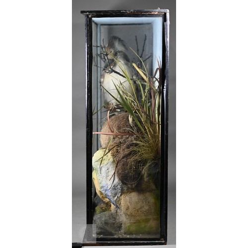 897 - Taxidermy: a scarce late Victorian Australian group - duck-billed platypus (Ornithorhynchus anatinus... 