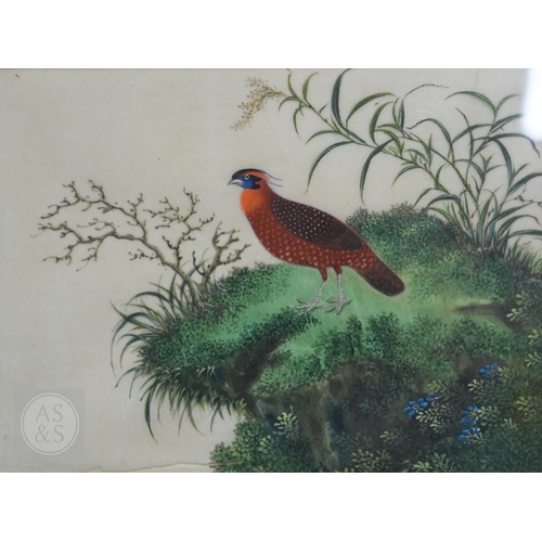 341 - Three early 20th century Chinese export pith paintings of birds, late Qing or Republic period, mount... 