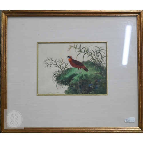 341 - Three early 20th century Chinese export pith paintings of birds, late Qing or Republic period, mount... 