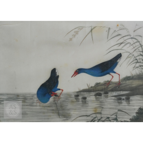 341 - Three early 20th century Chinese export pith paintings of birds, late Qing or Republic period, mount... 