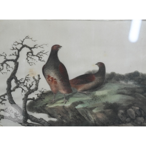 341 - Three early 20th century Chinese export pith paintings of birds, late Qing or Republic period, mount... 