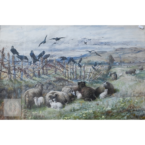 537 - J Denovan Adams (British, 1842-96) - Sheep and crows in a field, watercolour, signed and dated 1879,... 