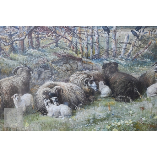 537 - J Denovan Adams (British, 1842-96) - Sheep and crows in a field, watercolour, signed and dated 1879,... 