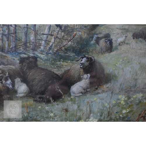 537 - J Denovan Adams (British, 1842-96) - Sheep and crows in a field, watercolour, signed and dated 1879,... 