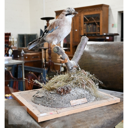 536 - A taxidermy jay, dated 1995, uncased