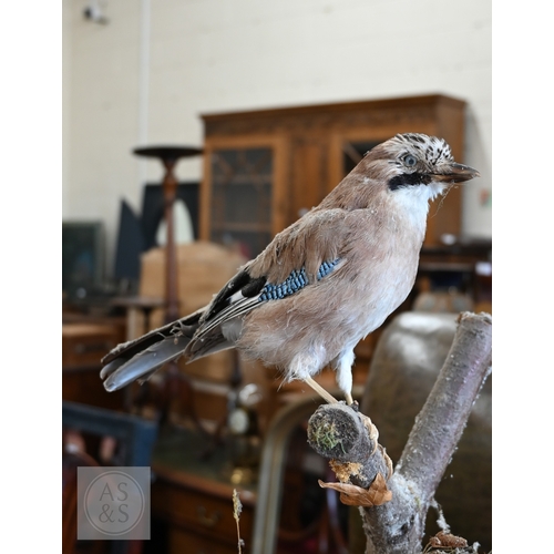 536 - A taxidermy jay, dated 1995, uncased