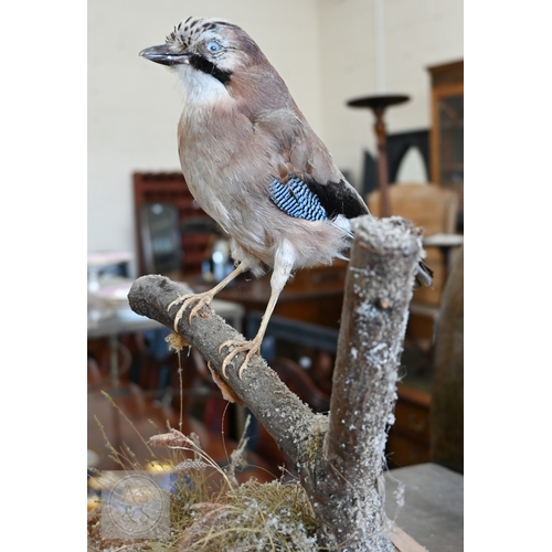 536 - A taxidermy jay, dated 1995, uncased