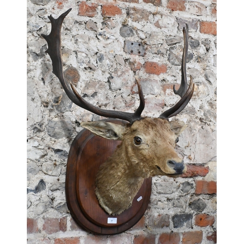 Lot 37        