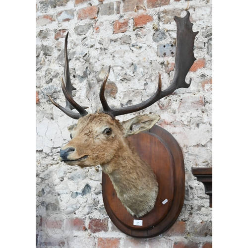 37 - A vintage taxidermy oak mounted Fallow Deer's head, with antlers