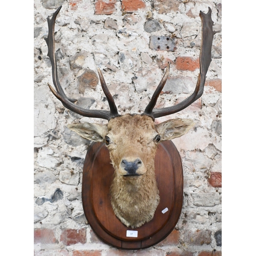 37 - A vintage taxidermy oak mounted Fallow Deer's head, with antlers