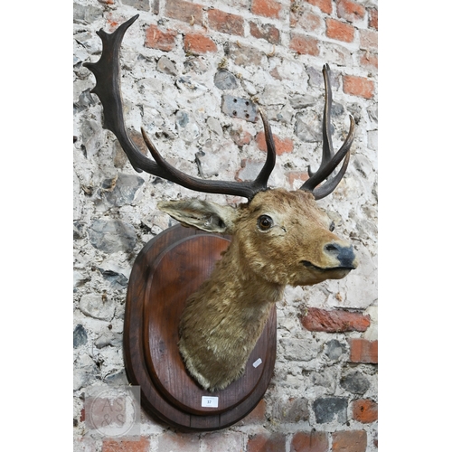 37 - A vintage taxidermy oak mounted Fallow Deer's head, with antlers