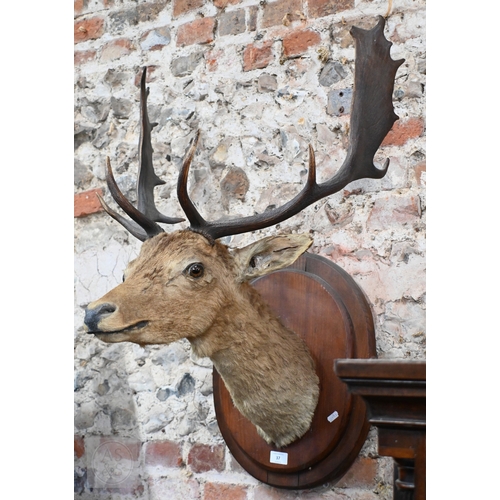 37 - A vintage taxidermy oak mounted Fallow Deer's head, with antlers