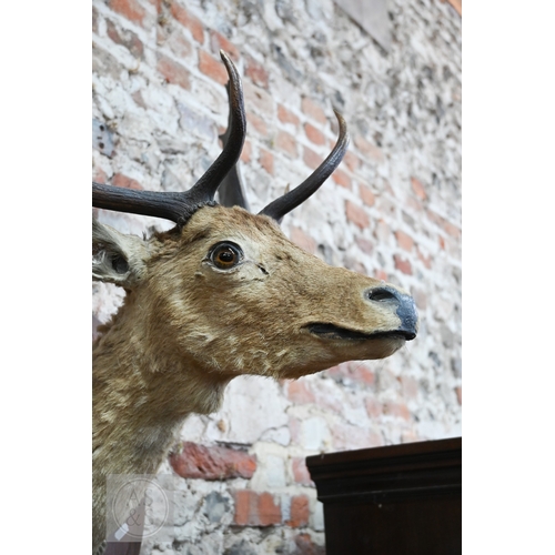 37 - A vintage taxidermy oak mounted Fallow Deer's head, with antlers