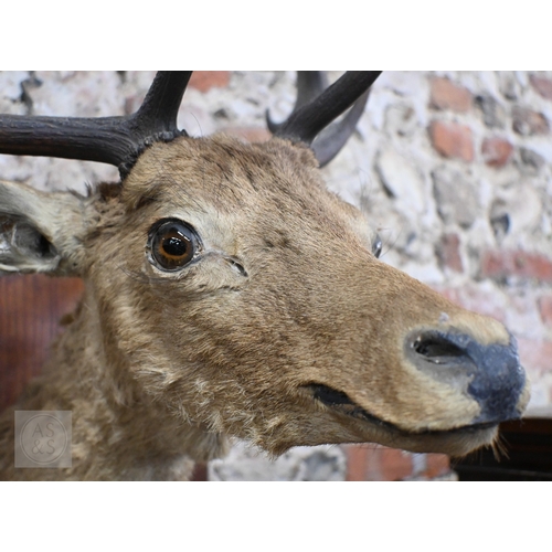 37 - A vintage taxidermy oak mounted Fallow Deer's head, with antlers