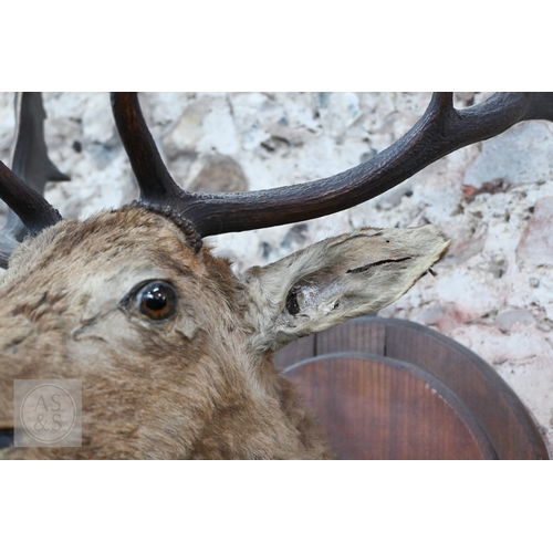 37 - A vintage taxidermy oak mounted Fallow Deer's head, with antlers