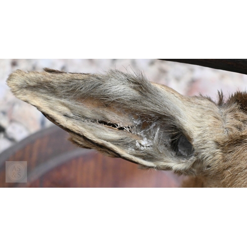 37 - A vintage taxidermy oak mounted Fallow Deer's head, with antlers