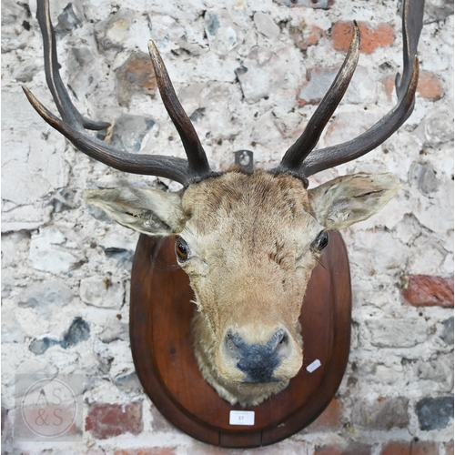 37 - A vintage taxidermy oak mounted Fallow Deer's head, with antlers