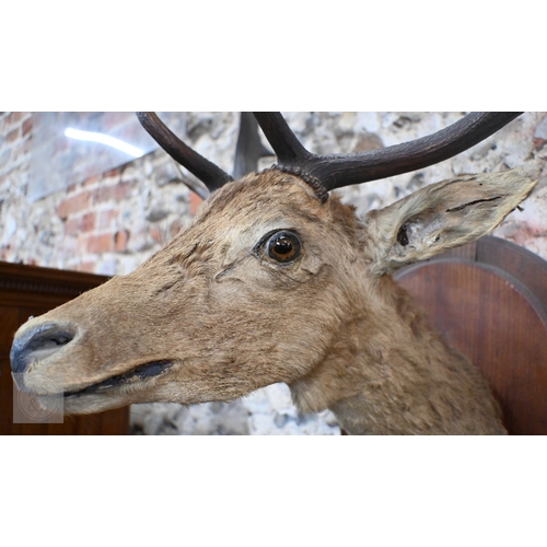 37 - A vintage taxidermy oak mounted Fallow Deer's head, with antlers