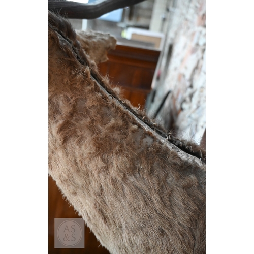 37 - A vintage taxidermy oak mounted Fallow Deer's head, with antlers