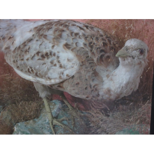 379 - An antique ebonised and glazed taxidermy Case displaying a partially albino hen Pheasant 1ft 6in H x... 