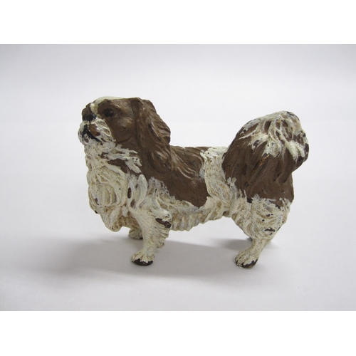 242 - A cold painted bronze Figure of a King Charles Cocker Spaniel in brown and white, 2 1/4 in H.