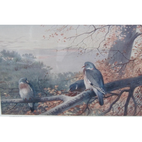 345 - ARCHIBALD THORBURN. 'Wood Pigeon in Beech Tree', colour collotype, signed in pencil, published 1903 ... 