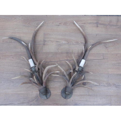 409 - A pair of antler single branch Wall Lights 2ft 4in