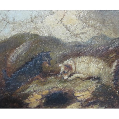 337 - MANNER OF GEORGE ARMFIELD. Terriers rabbiting, oil on canvas, 10 x 12 in, a pair (2). a/f