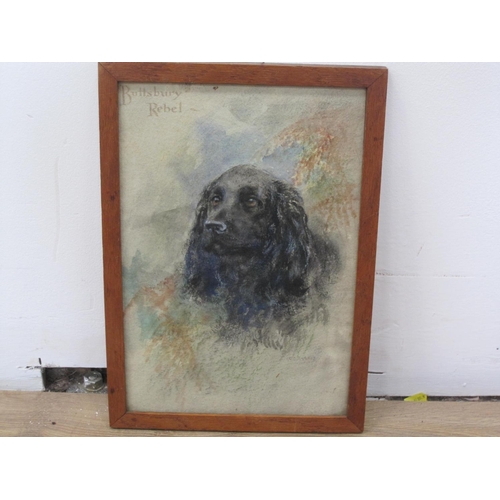 271 - ENGLISH SCHOOL. 'Buttsbury Rebel'. Study of a black Cocker Spaniel, signed indistinctly, titled and ... 