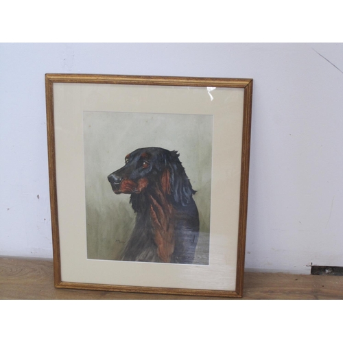 273 - DAISY MORRIS. Study of a seated dog, signed, watercolour, 12 x 9 in.