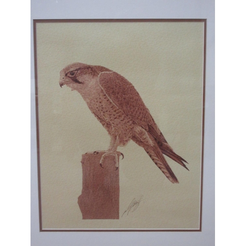 402 - A framed and signed print of a Lanner Falcon on a falconer's glove and another of a Lanner on a post... 