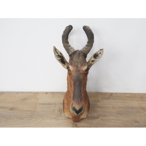 405 - A taxidermy neck mounted specimen of a Red Hartebeest.