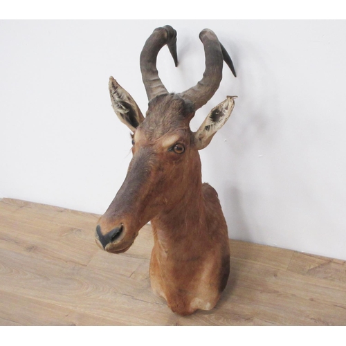 405 - A taxidermy neck mounted specimen of a Red Hartebeest.