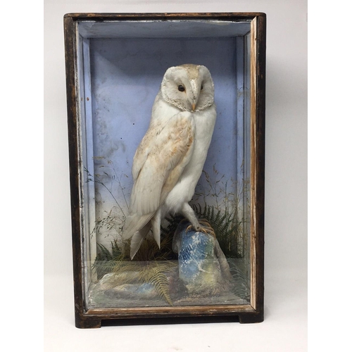 408 - A 19th Century taxidermy Case by Hutchings of Aberystwyth displaying a mounted Barn Owl on naturalis... 