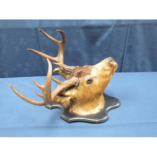 416 - An antique taxidermy neck mounted 9-point Red Stag Head on ebonised shield 53cm W approx