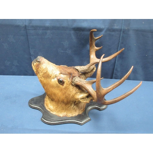 416 - An antique taxidermy neck mounted 9-point Red Stag Head on ebonised shield 53cm W approx