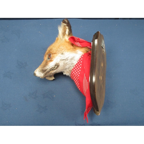 417 - A taxidermy Fox Mask on shield in anthropomorphic pose with pipe and neck scarf