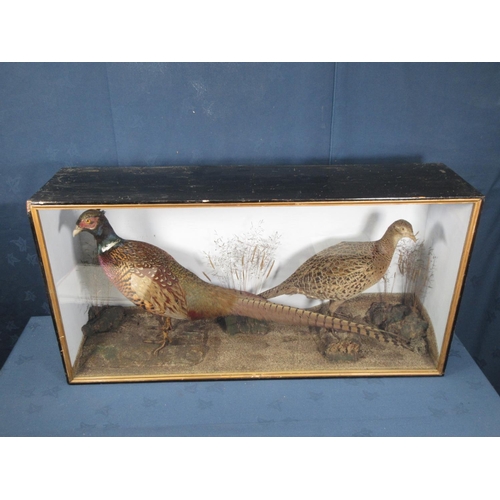 420 - A Victorian ebonised and glazed taxidermy Case displaying a pair of Common Pheasants 3ft W x 1ft 7in... 