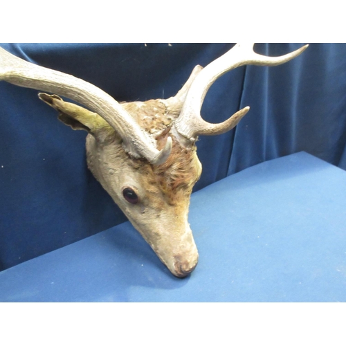 425 - A taxidermy head mounted Fallow Buck