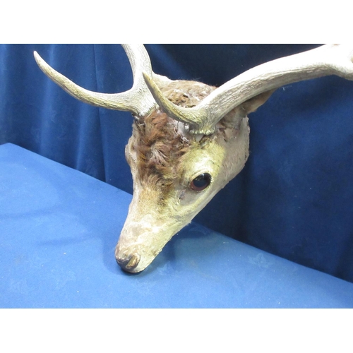 425 - A taxidermy head mounted Fallow Buck