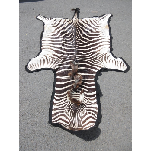 430 - A modern Burchell's Zebra Skin with felt backing 11ft 4in L x 5ft 4in W approx