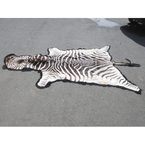 430 - A modern Burchell's Zebra Skin with felt backing 11ft 4in L x 5ft 4in W approx