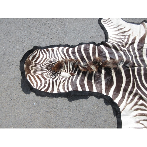 430 - A modern Burchell's Zebra Skin with felt backing 11ft 4in L x 5ft 4in W approx