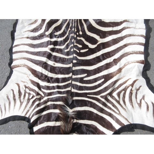 430 - A modern Burchell's Zebra Skin with felt backing 11ft 4in L x 5ft 4in W approx