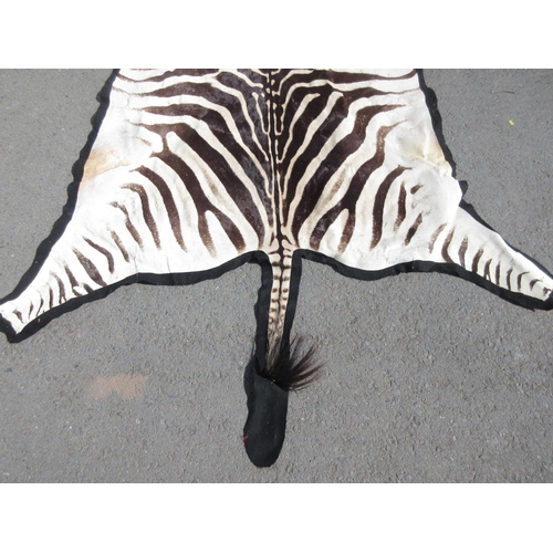 430 - A modern Burchell's Zebra Skin with felt backing 11ft 4in L x 5ft 4in W approx